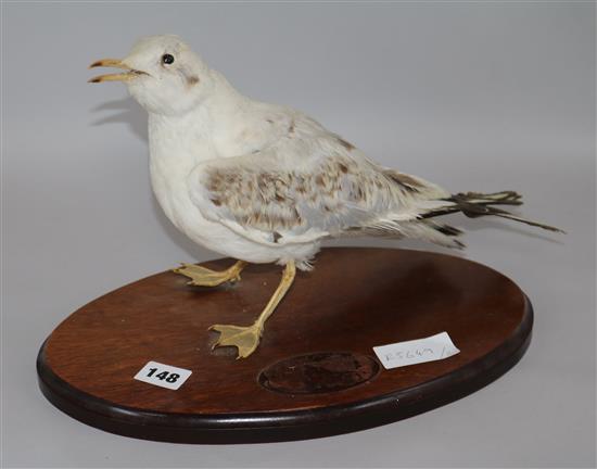 Mounted Seagull 22cm base-beak